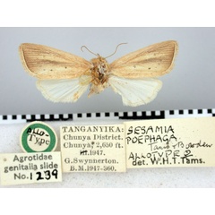 /filer/webapps/moths/media/images/P/poephaga_Sesamia_AT_BMNH.jpg