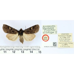 /filer/webapps/moths/media/images/K/kennedyi_Apospasta_AT_BMNH.jpg