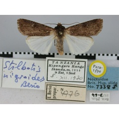 /filer/webapps/moths/media/images/N/nigroides_Stilbotis_PT_BMNH.jpg