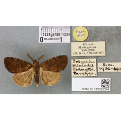 /filer/webapps/moths/media/images/P/phloeodes_Dasychira_PTM_BMNH_01a.jpg
