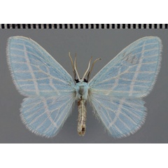 /filer/webapps/moths/media/images/L/laszloi_Trimetopia_HT_ZSM.jpg