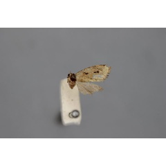 /filer/webapps/moths/media/images/P/paucipuncta_Siccia_HT_BMNH.jpg