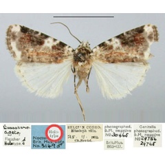 /filer/webapps/moths/media/images/A/ageta_Euxootera_HT_BMNH.jpg