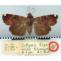 /filer/webapps/moths/media/images/T/thomae_Callyna_HT_BMNH.jpg