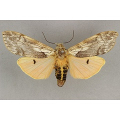 /filer/webapps/moths/media/images/R/rhodophaea_Teracotona_AF_BMNH_02.jpg