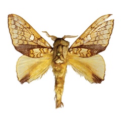 /filer/webapps/moths/media/images/C/castanea_Hypotrabala_AM_ZMJU.jpg