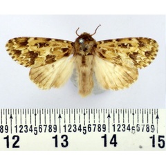 /filer/webapps/moths/media/images/D/dufayi_Nyodes_AM_BMNH.jpg