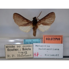 /filer/webapps/moths/media/images/H/hulstaertiana_Metarctia_HT_RMCA_01.jpg