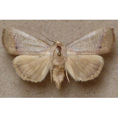 /filer/webapps/moths/media/images/M/multistriata_Exophyla_A_Butler.jpg