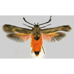 /filer/webapps/moths/media/images/S/scatospila_Eretmocera_A_Bengtsson.jpg