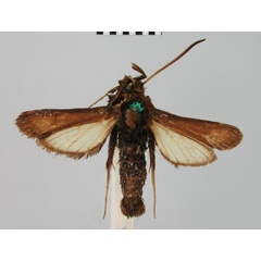 /filer/webapps/moths/media/images/N/nobilis_Nyctaegeria_HT_BMNH.jpg