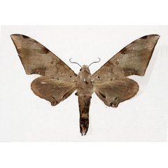 /filer/webapps/moths/media/images/S/spurrelli_Neopolyptychus_AM_Basquin.jpg