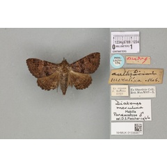 /filer/webapps/moths/media/images/M/merulina_Diatenes_PLT_BMNHa.jpg