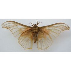 /filer/webapps/moths/media/images/A/agathylla_Saturnia_HT_NHMUKb.jpg