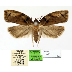 /filer/webapps/moths/media/images/R/rubi_Acleris_PT_ISEA_02.jpg