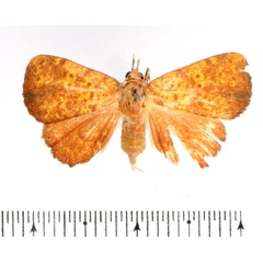 /filer/webapps/moths/media/images/M/madecassa_Phlogochroa_AF_BMNH_02.jpg