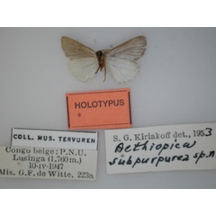 /filer/webapps/moths/media/images/S/subpurpurea_Ethiopica_HT_RMCA_02.jpg