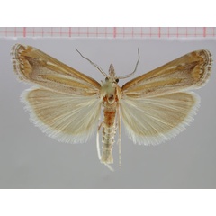/filer/webapps/moths/media/images/A/amathusia_Prionapteryx_PT_ZMHB.jpg