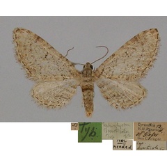 /filer/webapps/moths/media/images/D/deserticola_Tephroclystia_HT_BMNH.jpg