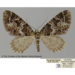 /filer/webapps/moths/media/images/T/tricuspis_Eupithecia_AF_ZSM.jpg