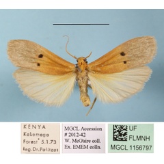 /filer/webapps/moths/media/images/M/mesosticta_Crocosia_AM_MGCLa_01.JPG