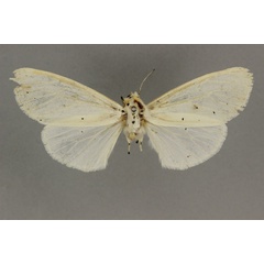 /filer/webapps/moths/media/images/C/cincticorpus_Alpenus_HT_BMNH.jpg