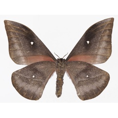 /filer/webapps/moths/media/images/J/jamesoni_Gonimbrasia_AF_Basquinb.jpg
