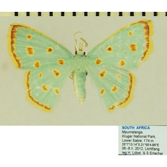 /filer/webapps/moths/media/images/S/stillata_Comostolopsis_AF_ZSM_01.jpg