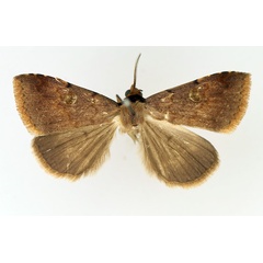 /filer/webapps/moths/media/images/P/punctilineata_Plecoptera_AM_TMSA.jpg