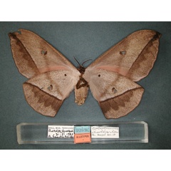 /filer/webapps/moths/media/images/D/dallastai_Lobobunaea_AT_RMCA_02.jpg