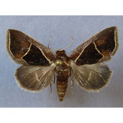 /filer/webapps/moths/media/images/P/pentagonalis_Parafodina_A_Baron_01.jpg