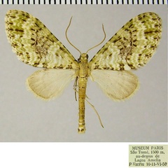 /filer/webapps/moths/media/images/T/thomae_Lobidiopteryx_AM_ZSMa.jpg
