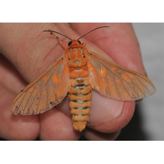 /filer/webapps/moths/media/images/C/caeruleifascia_Balacra_A_Jorpeland.jpg