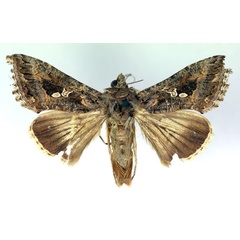 /filer/webapps/moths/media/images/N/ni_Trichoplusia_A_RMCA.jpg