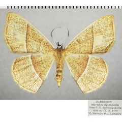 /filer/webapps/moths/media/images/B/bisecta_Ochroplutodes_AF_ZSM.jpg