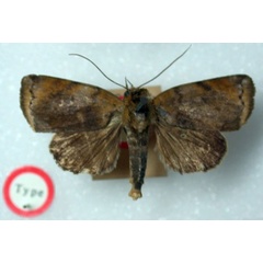 /filer/webapps/moths/media/images/S/semifuscata_Maurilia_HT_BMNH.jpg