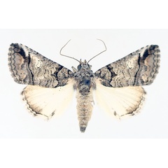 /filer/webapps/moths/media/images/P/phaeocyma_Tytroca_AF_TMSA_01.jpg