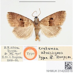 /filer/webapps/moths/media/images/A/atrisigna_Cretonia_HT_BMNH.jpg