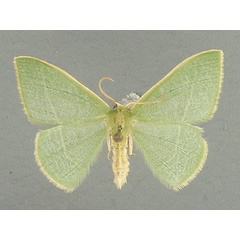 /filer/webapps/moths/media/images/R/rubripunctilla_Neromia_AM_TMSA.jpg
