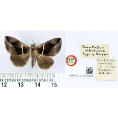 /filer/webapps/moths/media/images/A/albilinea_Parallelia_HT_BMNH.jpg
