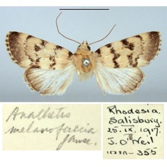 /filer/webapps/moths/media/images/M/melanofascia_Anathetis_PT_BMNH.jpg