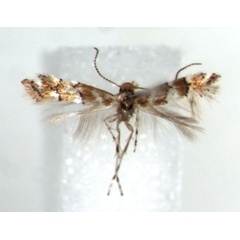 /filer/webapps/moths/media/images/M/mwatawalai_Phyllonorycter_HT_RMCA.jpg