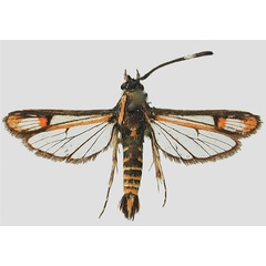 /filer/webapps/moths/media/images/F/ferdinandi_Malgassesia_HT_MNHN_01.jpg