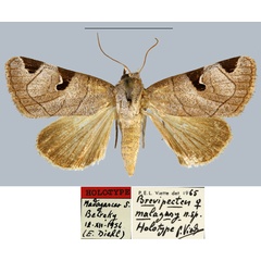 /filer/webapps/moths/media/images/M/malagasy_Brevipecten_HT_MNHN.jpg