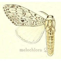 /filer/webapps/moths/media/images/M/melochlora_Dasychira_STF_Hering_24f.jpg