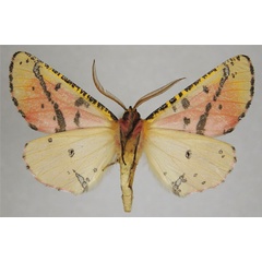 /filer/webapps/moths/media/images/B/betsileanus_Rodophthitus_AM_ZSMb.jpg
