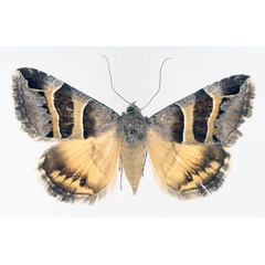 /filer/webapps/moths/media/images/E/euclidioides_Grammodes_AF_TMSA_01.jpg