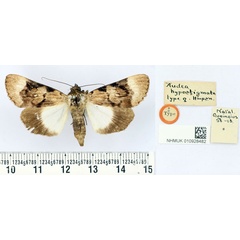 /filer/webapps/moths/media/images/H/hypostigmata_Audea_HT_BMNH.jpg