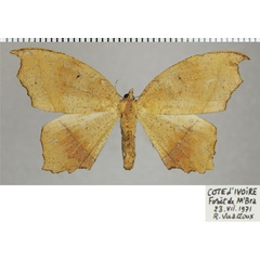 /filer/webapps/moths/media/images/R/royi_Mesothisa_AF_ZSM.jpg