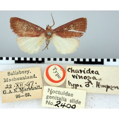 /filer/webapps/moths/media/images/V/vinosa_Charidea_HT_BMNH.jpg